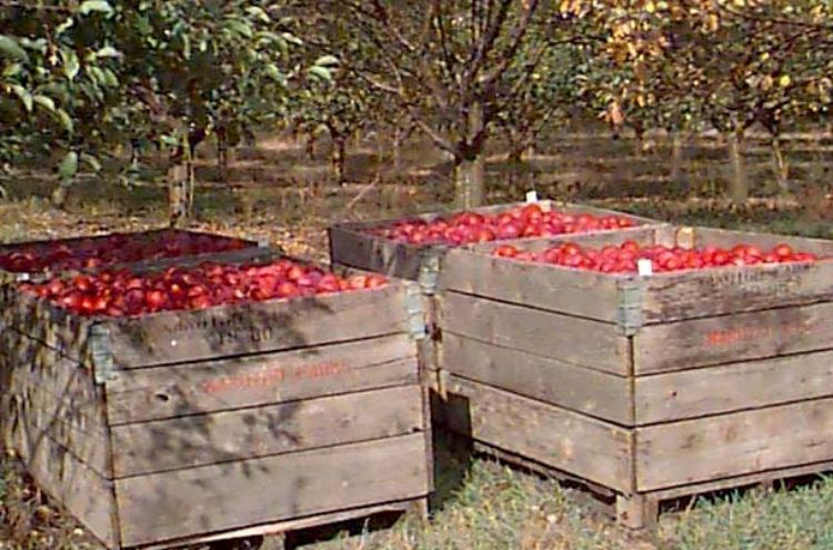 Bins of picked apples are waiting in the shade to keep them cool for their trip to storage of the packing line. All photos by Mark Longstroth, MSU Extension.