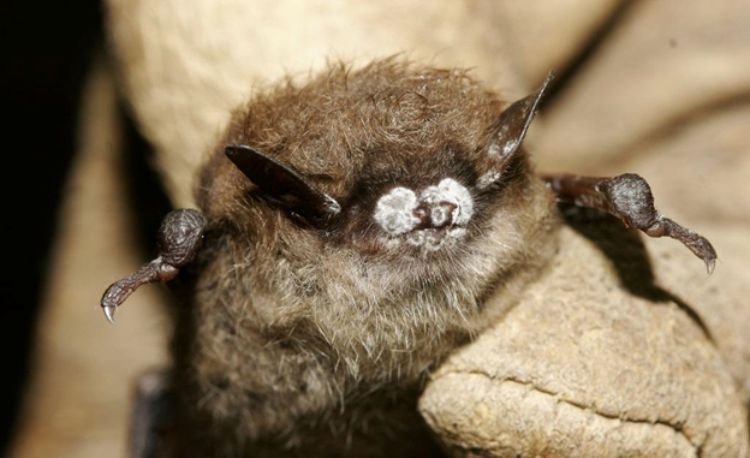 Bat with White-Nose Syndrome.
