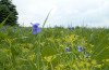 Golden Alexander with other prairie plants.