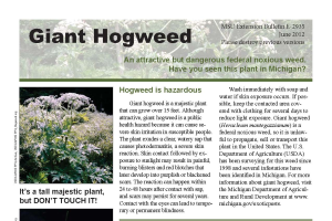 Giant Hogweed – Heracleum mantegazzianum
