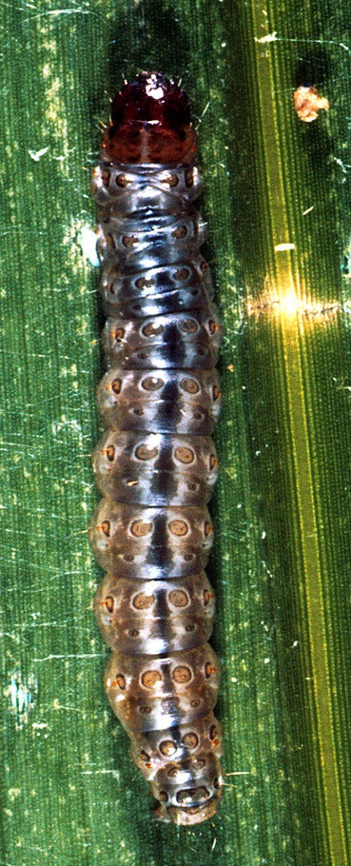 Larva is pale brown or pinkish-gray with a black head and inconspicuously marked with small, round, brown spots. 