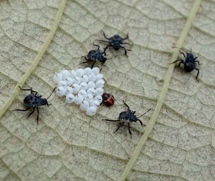 Be on the lookout for brown marmorated stink bug eggs and nymphs. These insects have recently increased in numbers in vineyards, and pose a significant harvest time risk for Michigan grapes. Photo: Chris Worst.