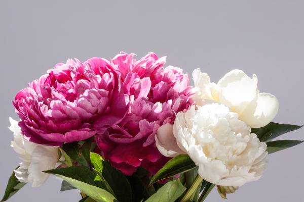 Storing peonies to bloom at a later date MSU Extension