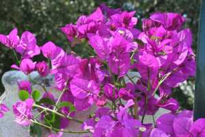 Scout Your Bougainvillea And Mandevilla Now For Spider Mites Msu Extension