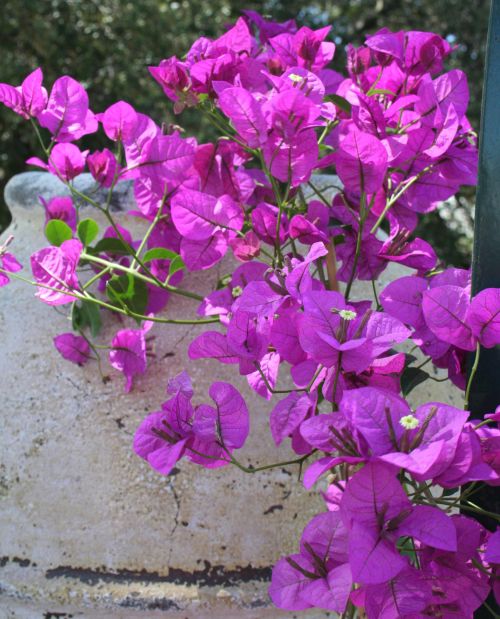 Bougainvillea spp. Photo credit: Lesley Ingram, Bugwood.org