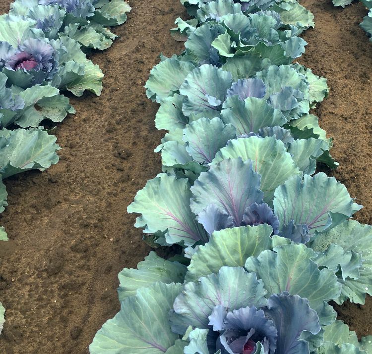 Cabbage is growing well across southeast Michigan. Photo by Marissa Schuh, MSU Extension.