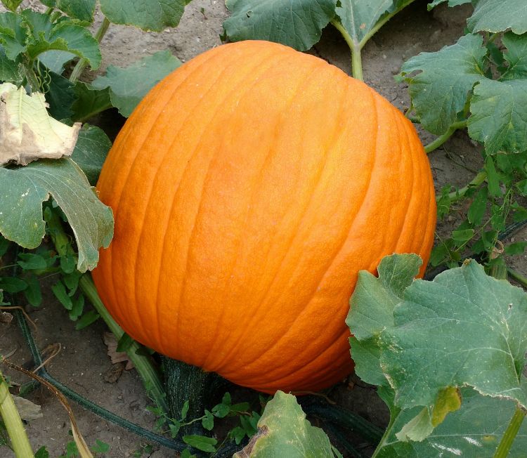 healthy pumpkin