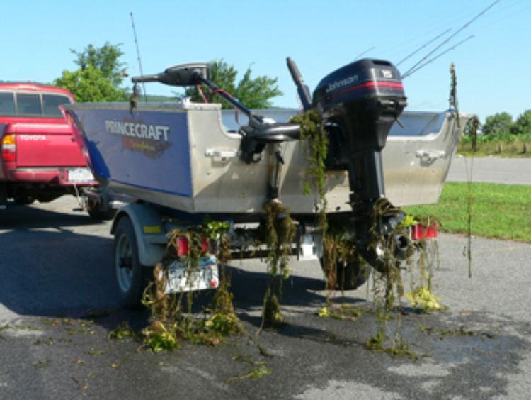 Boaters that don’t clean their boats and trailers transport can transport aquatic invasive species from one water body to the next. Photo credit: New York State Department of Environmental Quality