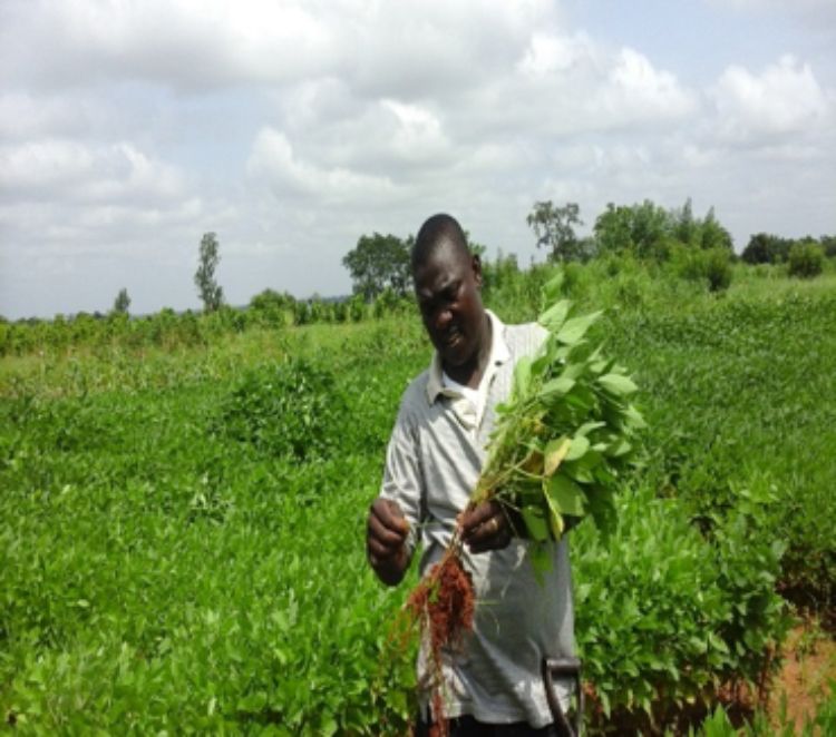 BHEARD scholar Korbla Edwin Akley is studying microbial inoculants and their impact on tropical soybean varieties, the soil microbiome and soil health.