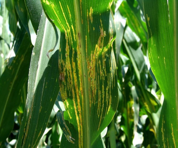 Bacterial leaf streak on corn. Note wavy margins of the bacterial leaf streak lesions. Photo: Tamra Jackson-Ziems, University of Nebraska-Lincoln.