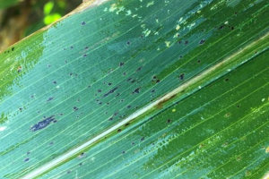 Epidemiology and management of corn tar spot, a new disease for the United States