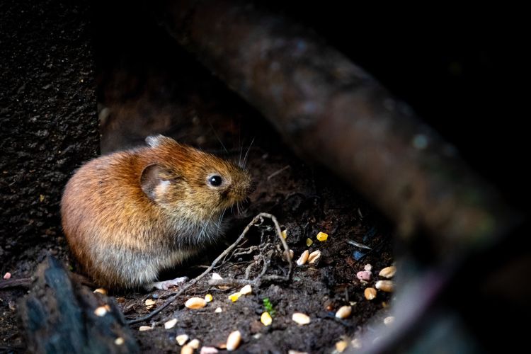 Mouse eating feed droppings in barn.