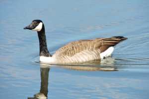 Canada geese migration and your shoreline MSU Extension