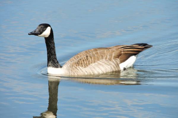 Canada goose hot sale 0 zone