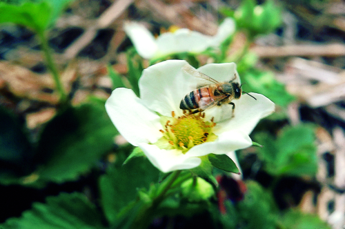 Honey bees are more delicate than bumble bees with a hairy, golden brown body with yellow rings on t