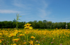 Sand coreopsis blooming