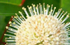 Buttonbush