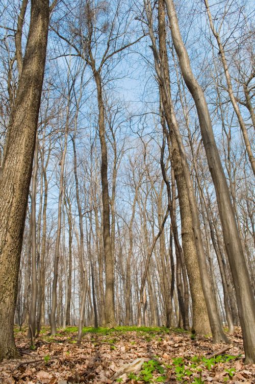 Signs of spring in a forest