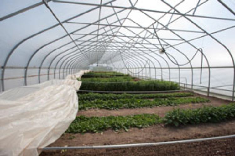 Hoophouses help farmers extend the growing season.