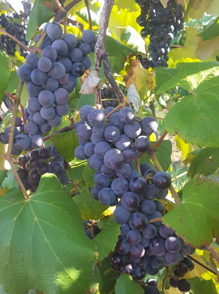 Concord grapes