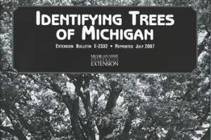 Identifying Trees Of Michigan E2332 Msu Extension