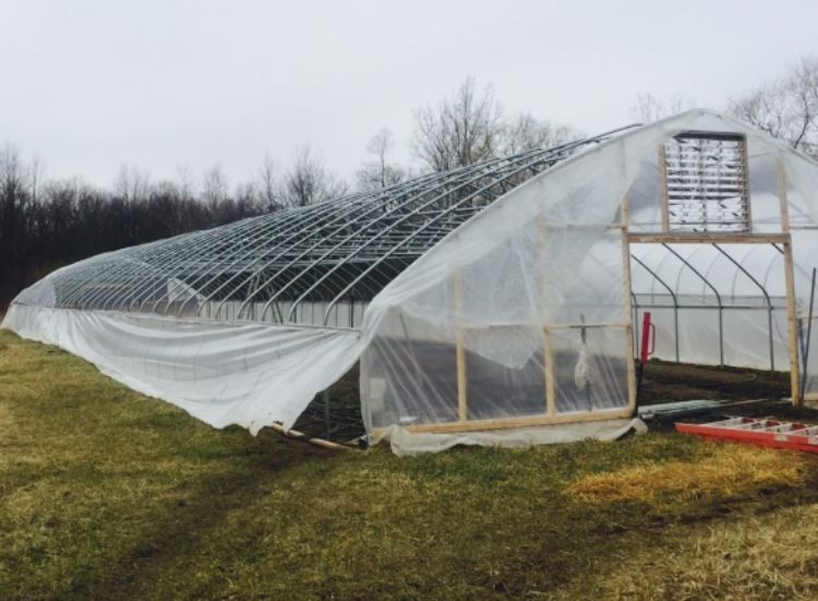 The windstorm of March 8, 2017, caused damage to hoophouses. All images courtesy of Terry McLean, MSU Extension.