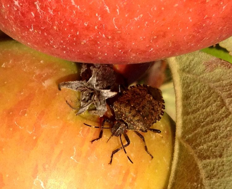 Brown marmorated stink bug feeding on apple fruit. The slender feeding tube is used to suck nutrients from the inside of the fruit. Photo by Bill Shane, MSU Extension