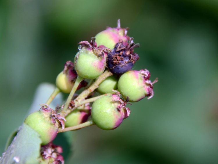 Hollowed saskatoon berry. Photo credit: Duke Elsner, MSU Extension