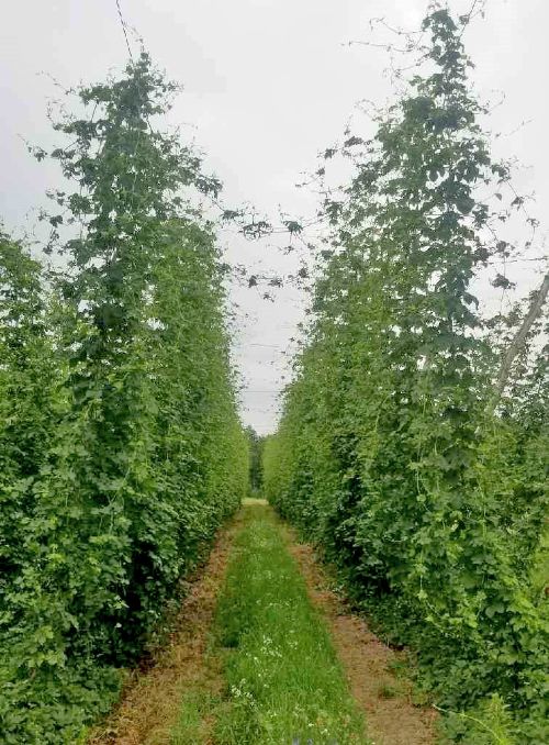 Hop field