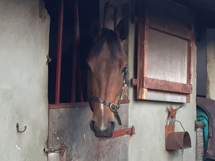 Decrease your horse’s risk of disease at home and when traveling by practicing good biosecurity management. Photo credit, Christine Skelly, MSU