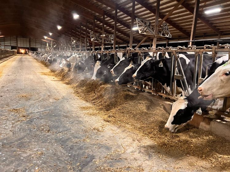 black and white cows laying and walking around in a barn.