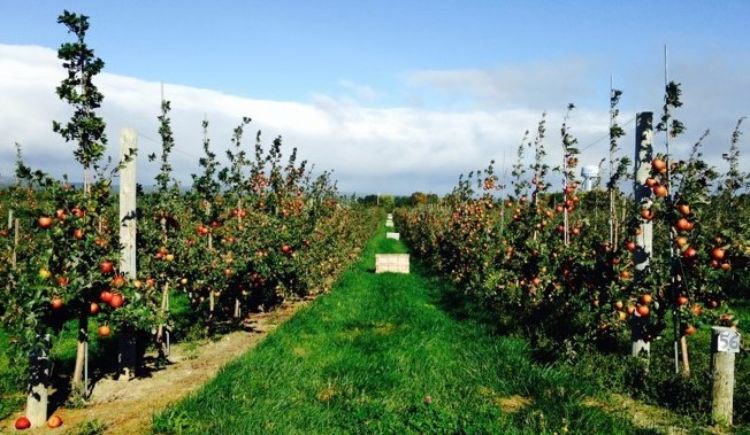 Apple orchard