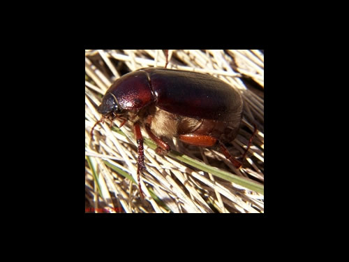 Adult June Beetle 