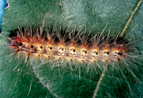  The pale yellow larva has a dark head and dark tubercles with clumps of hairs. 