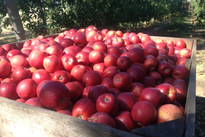 Northwest Michigan apple maturity report – September 21, 2022