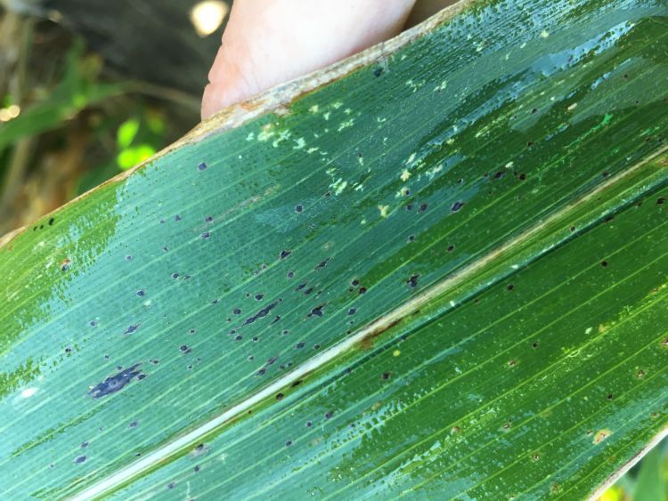 Tar spot lesions on a corn leaf. Photo by Martin Chilvers, MSU Extension.