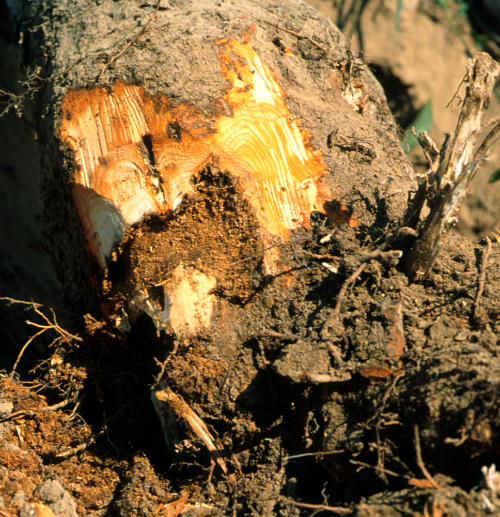 Larvae feed on root and crown wood which they hollow, girdle or sever. 