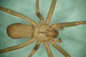 Don T Panic Over Brown Recluse Spiders In Michigan Landscaping