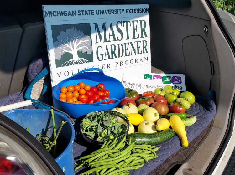 Fresh produce from a community garden in the back of the car.
