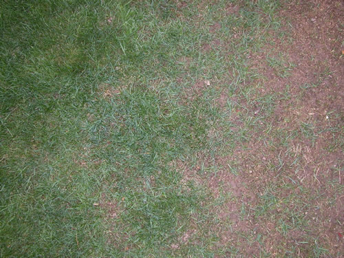 Cranefly damage to grass 