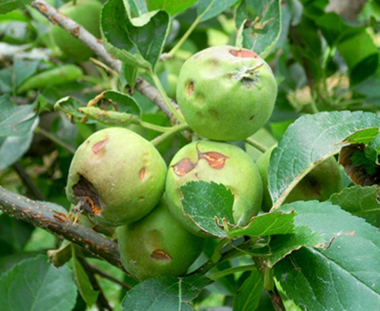 Severe hail damage to apples. Note the dented and cut fruit, cut and tattered leaves, and cuts in the bark of the shoots. All photos: Mark Longstroth, MSU Extension.