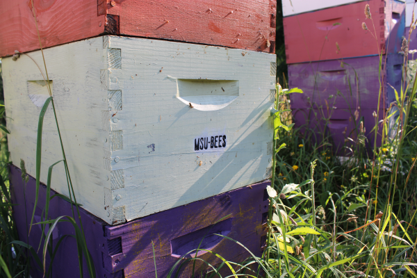 The front of a honey bee hive.