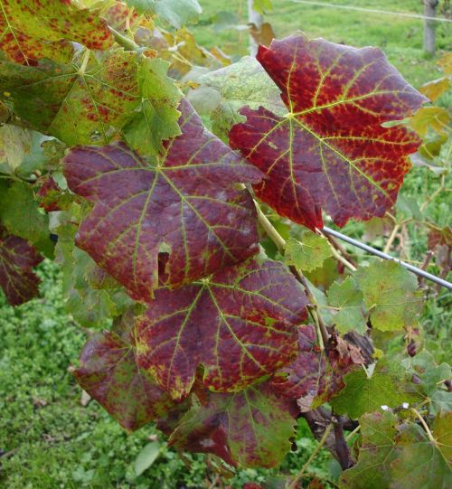 Reddening of the leaves and green veins are clear indicators of grapevine leafroll virus. Photo by Annemiek Schilder, MSU.