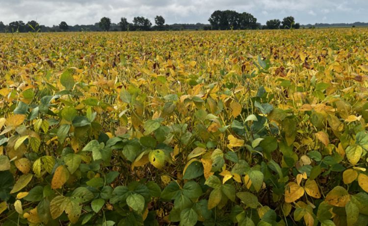 A soybean field.