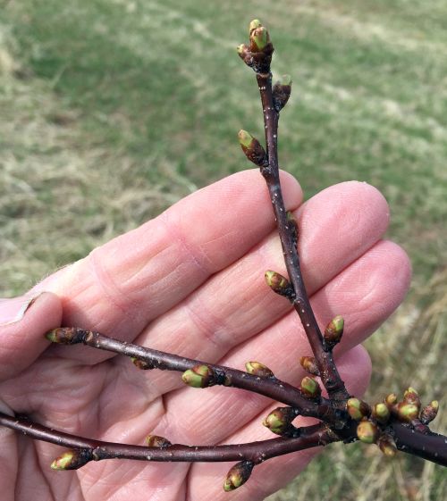 Montmorency tart cherry showing green tissue. Photo: Bill Shane, Michigan State University Extension.