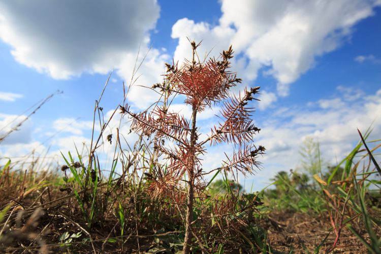 A dead Christmas tree seedling at Smolak Farms in North Andover, Mass. BOSTON GLOBE/GETTY IMAGES 