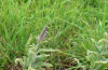 Leadplant