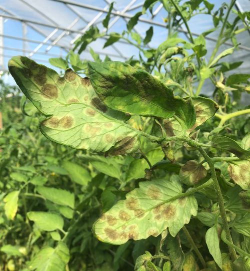 Tomato leaf mold