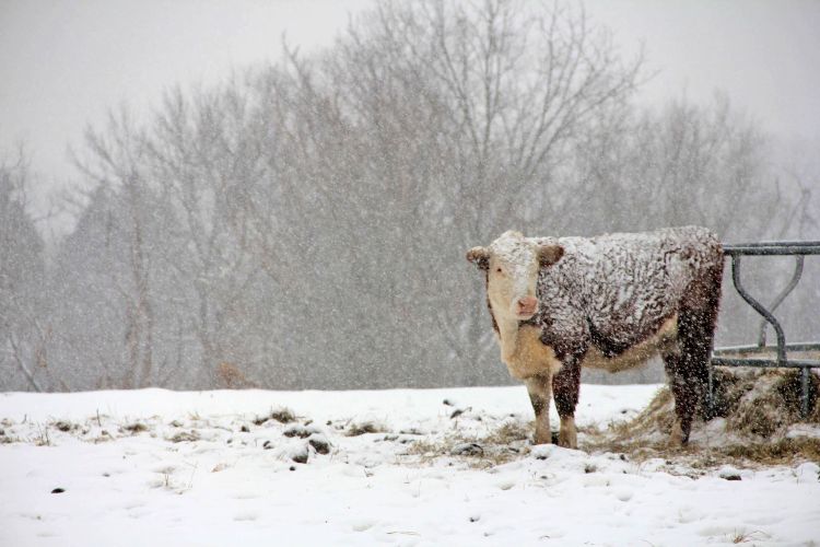 Cow in snow.