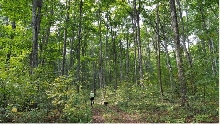A person walking in the distance on a trail through the woods.